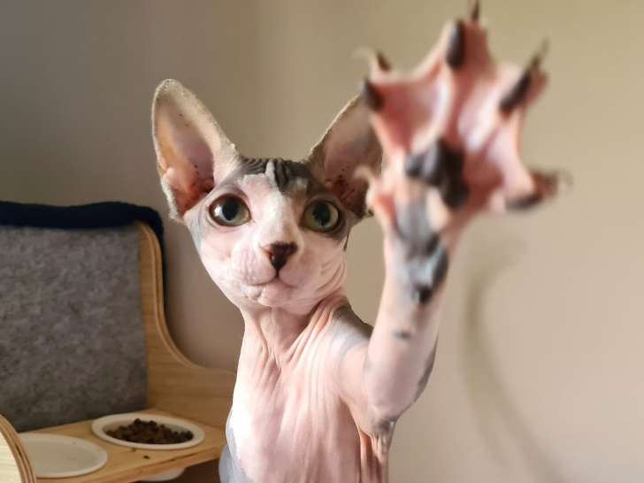 Jeune chatte Sphynx à vendre