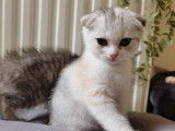 Adorables chatons Scottish Fold et Straight LOOF &agrave; vendre