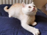 Adorables chatons Scottish Fold et Straight LOOF &agrave; vendre