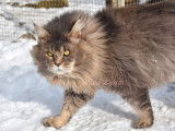 Chaton Maine Coon LOOF bleu ticked à vendre