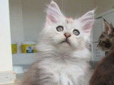 Chaton Maine Coon LOOF à vendre