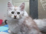 Chaton Maine Coon LOOF à vendre