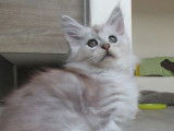 Chaton Maine Coon LOOF à vendre
