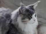 Chaton Maine Coon LOOF à vendre