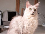 Chaton Maine Coon LOOF à vendre