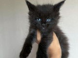 Chaton Maine Coon LOOF à réserver