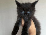 Chaton Maine Coon LOOF à réserver