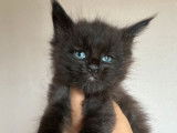 Chaton Maine Coon LOOF à réserver