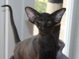 Deux chatonnes Oriental Shorthair LOOF disponibles à la vente