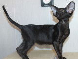 Deux chatonnes Oriental Shorthair LOOF disponibles à la vente