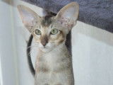 Deux chatonnes Oriental Shorthair LOOF disponibles à la vente