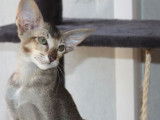 Deux chatonnes Oriental Shorthair LOOF disponibles à la vente