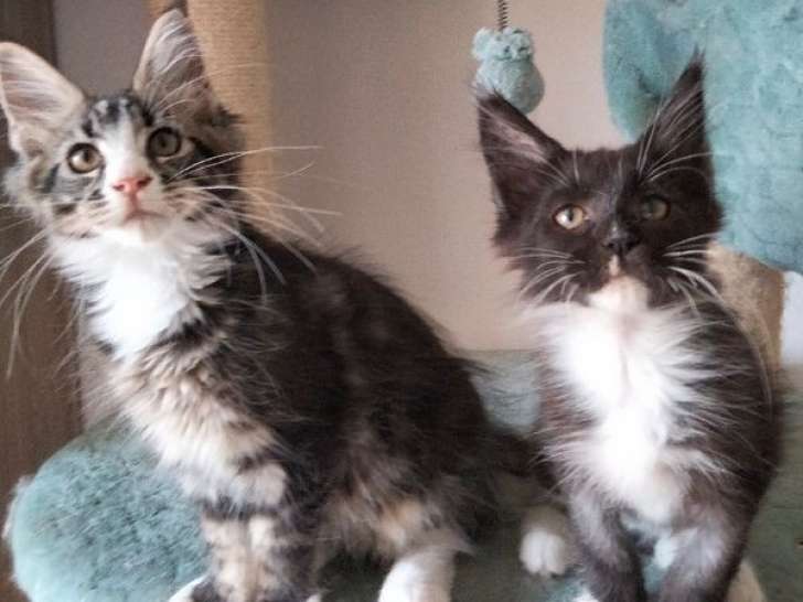 À vendre : deux chatons Maine Coons LOOF