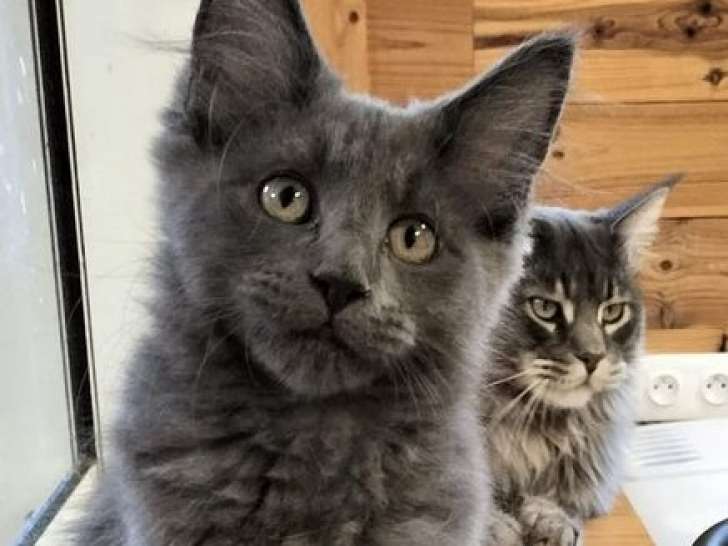 À réserver : deux chatonnes Maine Coons bleues LOOF