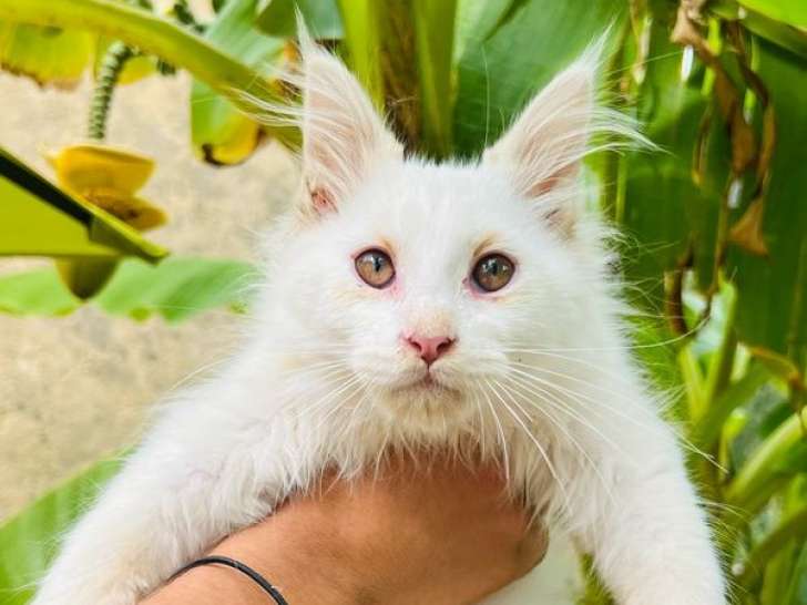 Un chaton Maine Coon blanc non LOOF à la vente