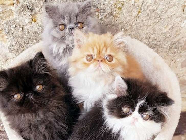 Des chatons Persans LOOF à vendre