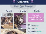 Chatonne à adopter