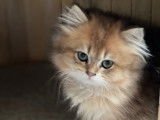 Chatons British Shorthair et Longhair à vendre