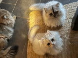 Chatons British Shorthair et Longhair à vendre