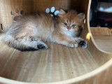 Chatons British Shorthair et Longhair à vendre