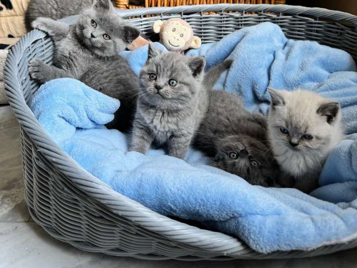 Chaton British Shorthair