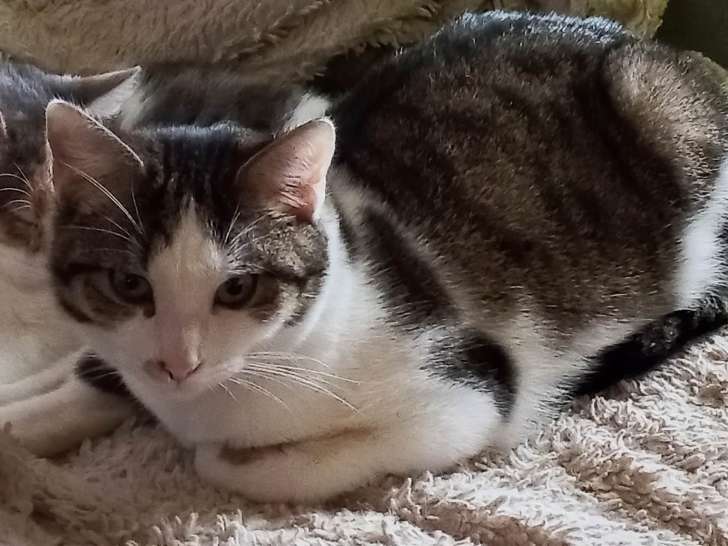 Thibert, chat à adopter