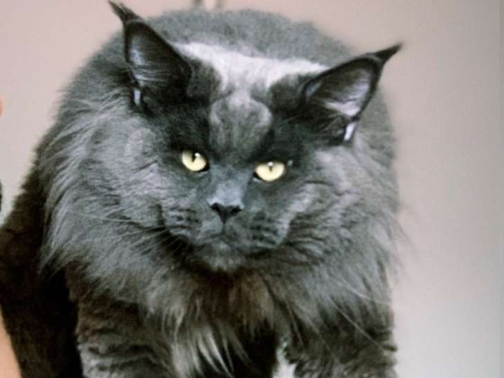 De race Maine Coon disponible pour saillie