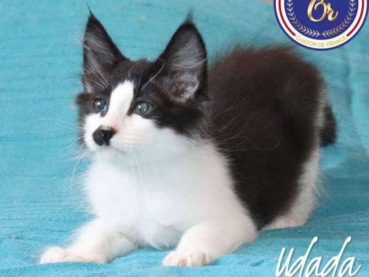 1 magnifique chaton Norvégien LOOF à réserver