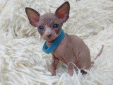 Très beau chaton Sphynx chocolat et blanc à vendre