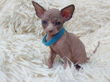 Très beau chaton Sphynx chocolat et blanc à vendre