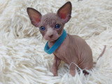 Très beau chaton Sphynx chocolat et blanc à vendre