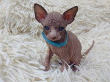 Très beau chaton Sphynx chocolat et blanc à vendre