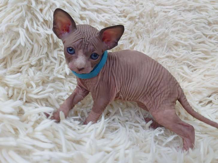 Très beau chaton Sphynx chocolat et blanc à vendre