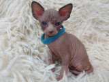 Très beau chaton Sphynx chocolat et blanc à vendre