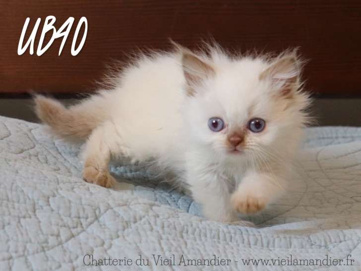 1 magnifique chaton British Longhair LOOF à réserver