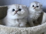 Chatons Highland Fold à réserver