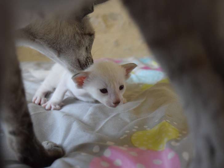Chatons Siamois LOOF à vendre