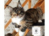 Chatons Maine Coon LOOF à vendre