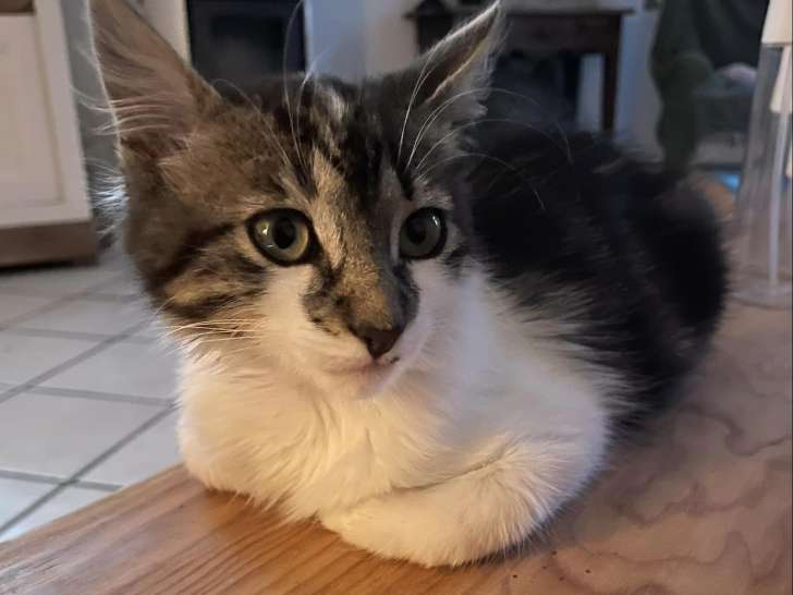 Chatonne à adopter