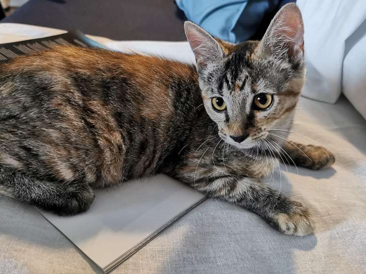 À céder : une chatonne de 4 mois