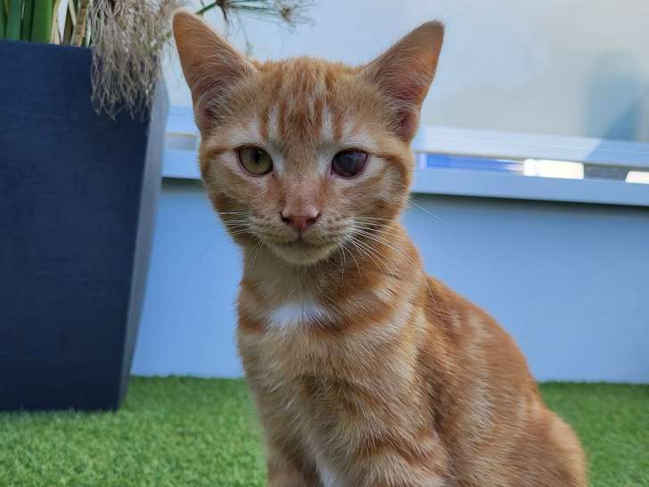 Chaton mâle de six mois à adopter