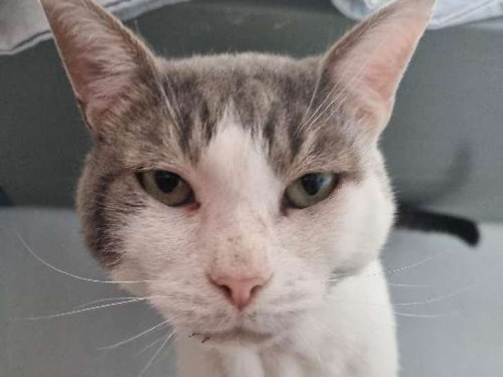 Chat de cinq au pelage gris et blanc ans à céder