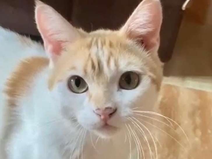 Chat roux et blanc à adopter