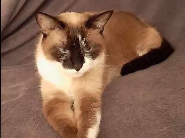 Chat femelle bicolore de sept ans à céder