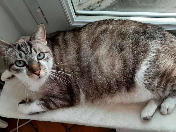 Chat gris tigré de sept ans à adopter
