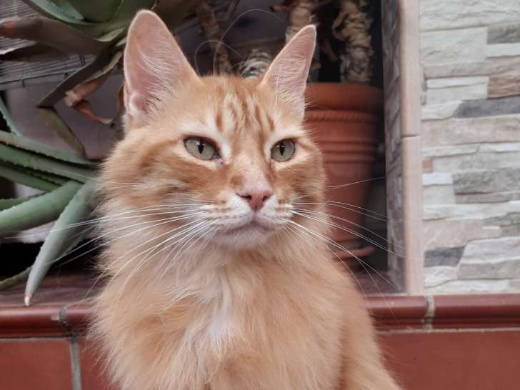Chat tigré roux à adopter