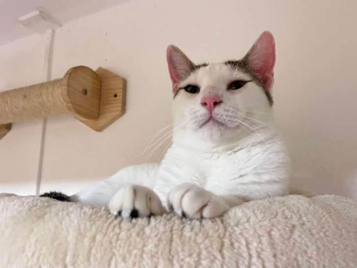 Chat tigré blanc disponible à l'adoption