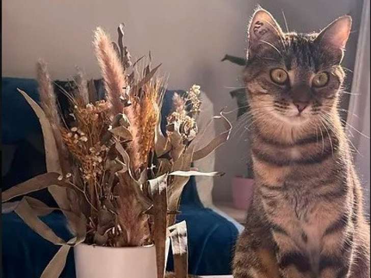 Chatte au pelage tigré à adopter