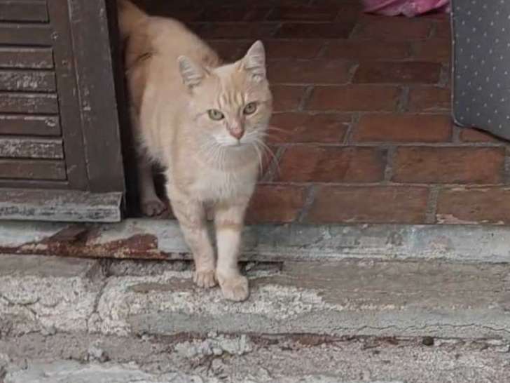 Chat roux à l' adoption en France