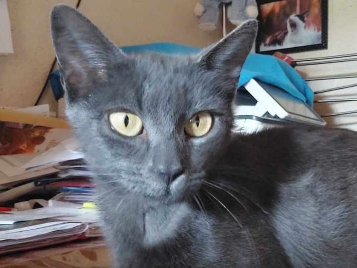 Chatte au pelage gris à adopter